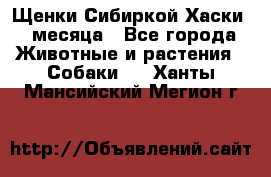 Щенки Сибиркой Хаски 2 месяца - Все города Животные и растения » Собаки   . Ханты-Мансийский,Мегион г.